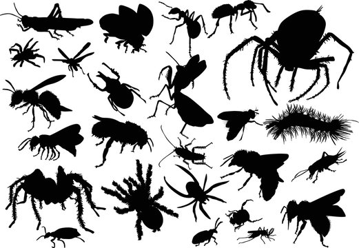 twenty five insect silhouettes