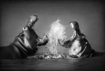Crédence de cuisine en verre imprimé Noir et blanc Les combats d& 39 hippopotame