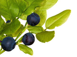 three blueberries with leaves