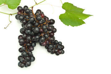 Branch of grape vine on white background