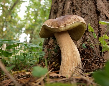 Edible muchroom Boletus