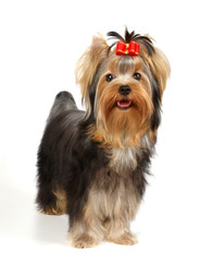 Puppy of the Yorkshire Terrier isolated on white