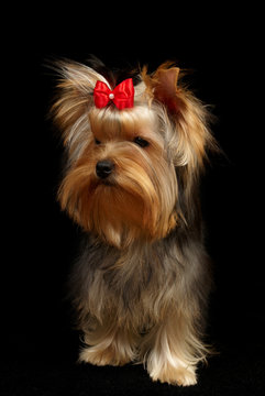Yorkshire Terrier isolated on black