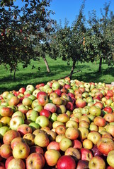 Fototapeta na wymiar Jabłka na sadzie