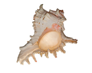 isolated light pink shellfish