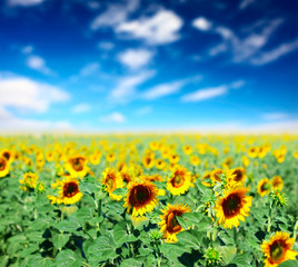 Fototapeta premium Sunflowers