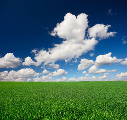 Obraz premium Meadow