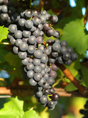 Weintrauben am Weinstock