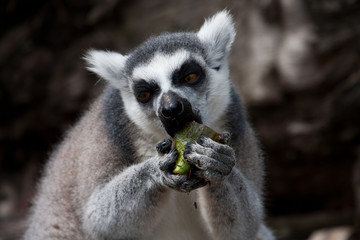 Ring tailed lemur