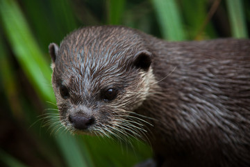 Otter