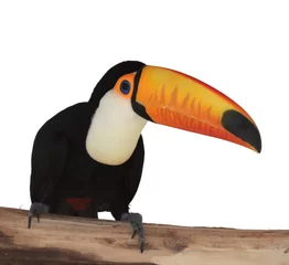 Selbstklebende Fototapeten toucan © artSILENSE