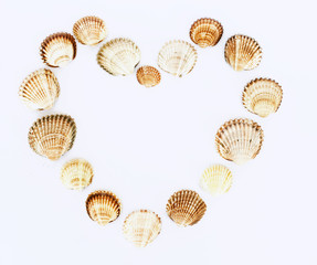 heart made from seashells on white background