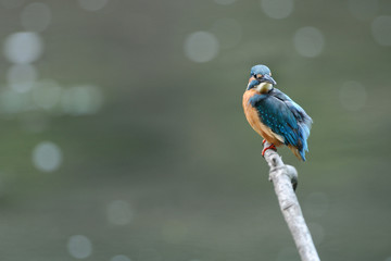 こっちを見るカワセミ