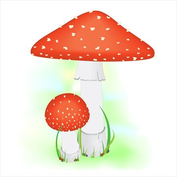 Fly agaric mushrooms on green grass