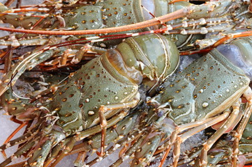 Fresh Lobsters For Sale At The Market Stall