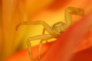 thomise orange