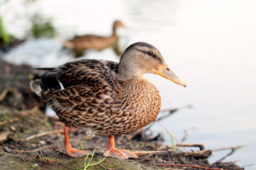 Wild duck.