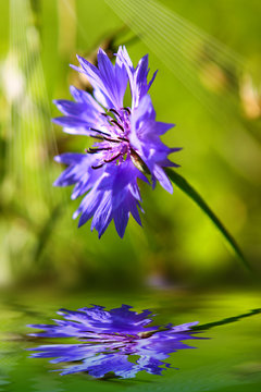 cornblume,wasser