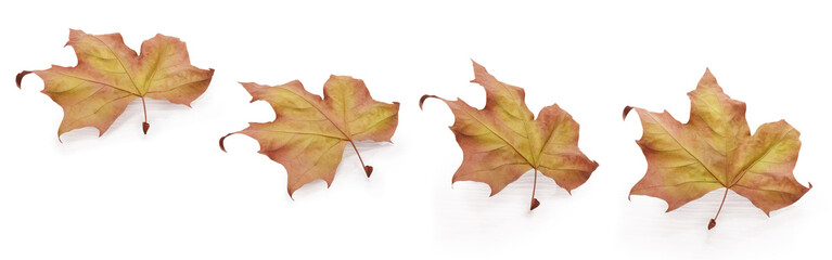 Four autumn leaves