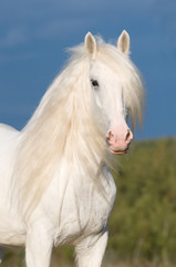 Obraz na płótnie Canvas biały koń jesienią