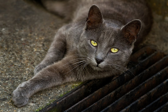 Grey Cat With Yellow Eyes