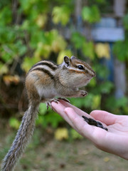 Chipmunk на руке