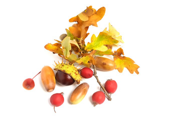 still life