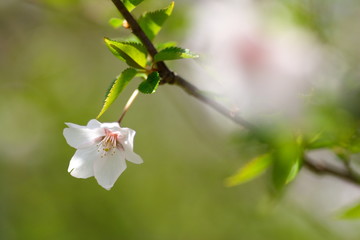 桜　cherry blossom