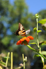 Eastern Tiger Swallowtail Butterfly On Flower
