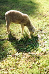 Obraz na płótnie Canvas Lamb Grazing