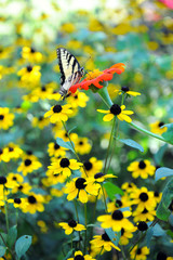 Easter Tiger Swallowtail Butterfly on Yellow Flowers