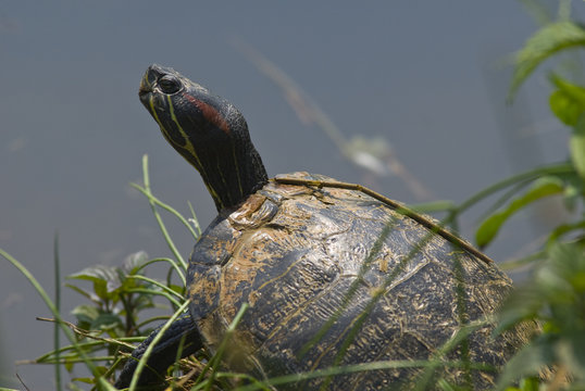 Tartaruga