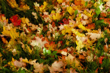 Background of fallen leaves on grass