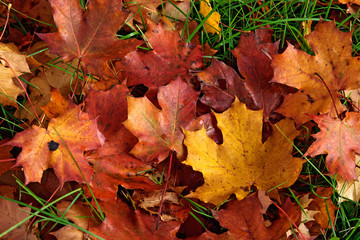 Background of fallen leaves on grass