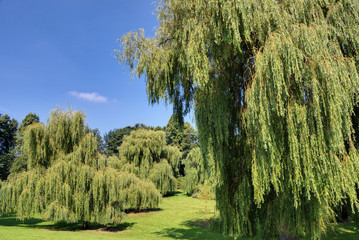 Fototapeta premium Weeping Willows in Bitts Park, Carlisle, Cumbria