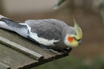 インコ (a budgerigar)