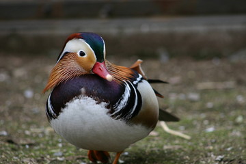 アヒルの散歩 (Stroll of duck)