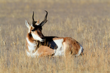 Pronghorn Antelope (Antilocapra americana)