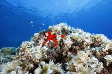 stella marina rossa acquario