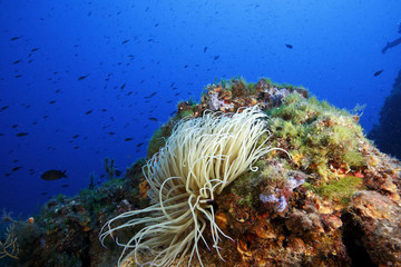 anemone comune acquario