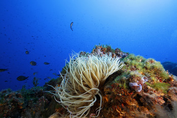 anemone comune acquario