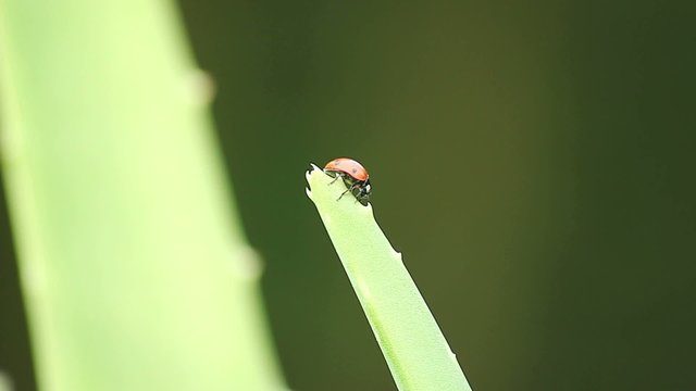 Coccinelle sur aloe vera