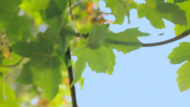A branch of maple leaves