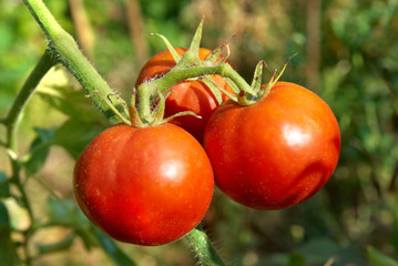 Red tomatoes