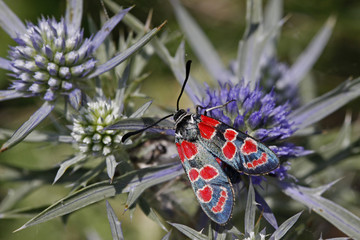 Zygaena carniolica, Esparetten-Widderchen - Burnet, Sea-holly
