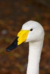 Schwan - Portrait