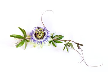Passiflora caerulea