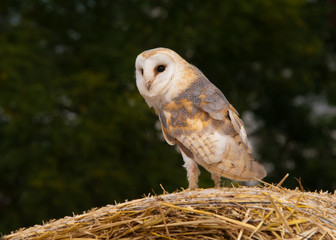Barn Owl (Tyto Alba)
