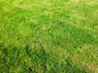 prefect cutted green grass