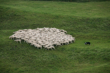 Border Collie treibt eine Schafherde